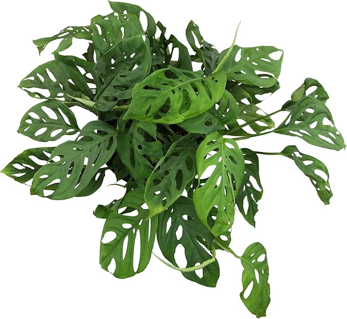 Altman Plants Swiss Cheese Plant Decor (Monstera Adansonii) in 6 Inch White Plastic Planter, Easy Plant & Desk Plant, Monstera Plant Live Plant Gift, Air Purifying Plants in Indoor Potting Soil Mix