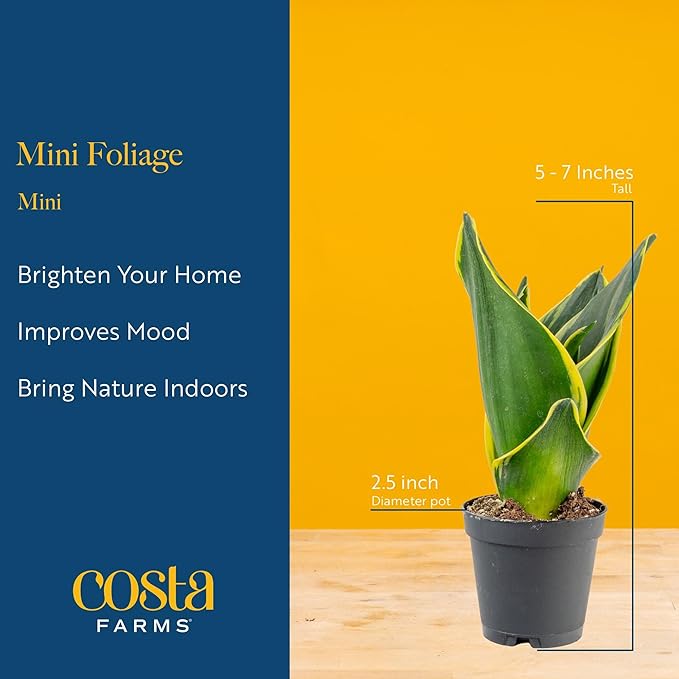 Costa Farms Live Mini Indoor Plants in Plastic Pots, Easy to Maintain, Air Purifying Houseplants, Home, Room, or Office Decor, House Warming or Birthday Gift, 4-6 Inches Tall, Pack of 6