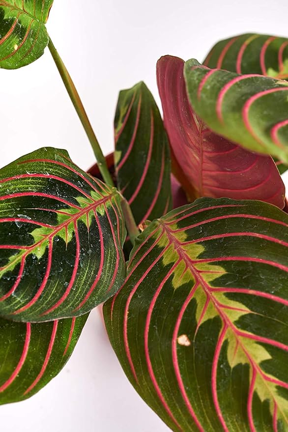 Shop Succulents | Standing Collection | Hand Selected, Air Purifying Live Maranta Red Prayer Indoor House Plant in 4" Grow Pot, Single,