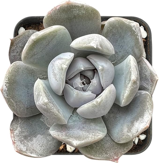 Sprout N Green Echeveria 'Snow Bunny', Live Succulent Fully Rooted in 2" Pot with Soil, House Plant for Indoor Outdoor Home Office Wedding Decoration Party Favor, Pets Friendly, Easy to Care