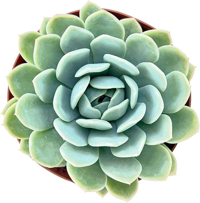 Sprout N Green Echeveria 'Suryeon', Live Succulent Plant Fully Rooted in 2" Pot with Soil Mix, House Plant for Indoor Outdoor Home Office Wedding Decoration Party Favor, Pets Friendly, Easy to Care