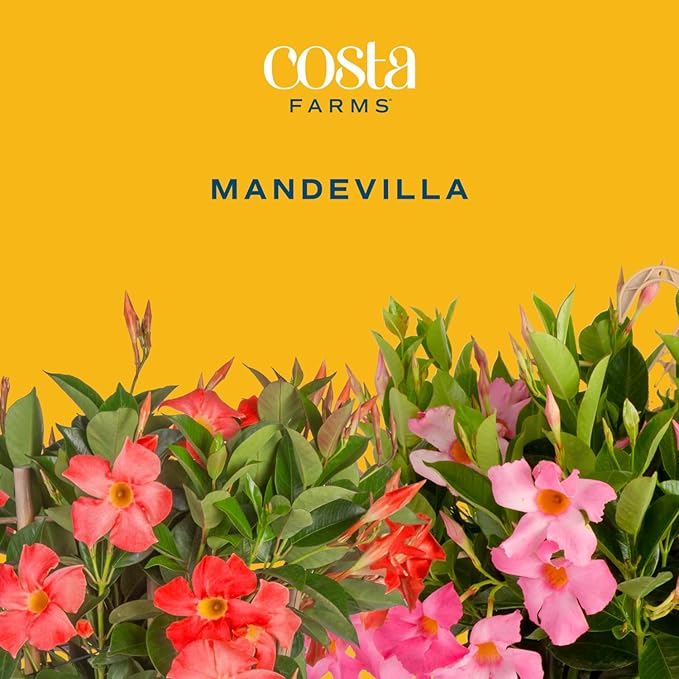 Costa Farms Live Mandevilla Outdoor Plants, 4-Pack of Red Flowering Vines in 1.5 Pint Pots, Tropical Perennial for Patio, Trellis & Balcony Decor, Pollinator Friendly, 12-14 Inches Tall
