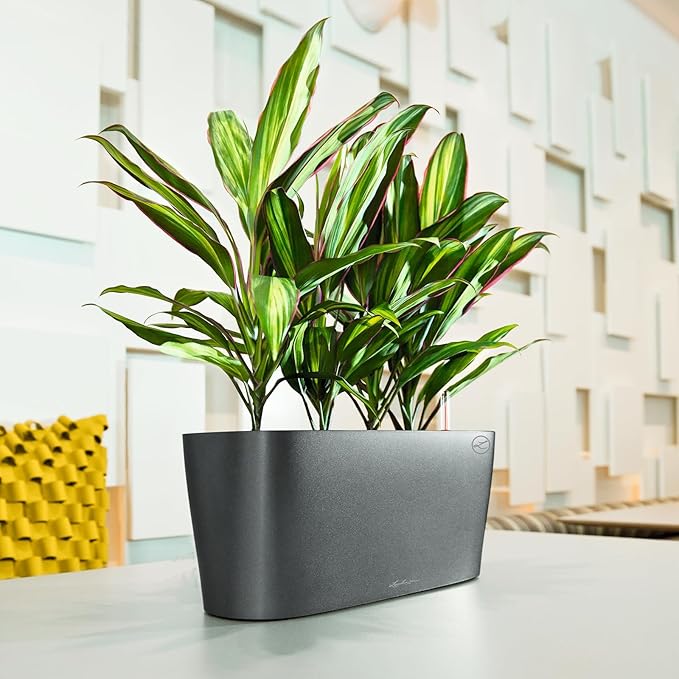 Lechuza Delta 10 Charcoal Metallic, Self-Watering Planter Indoor, H5.1 L11.8 W4.3 in