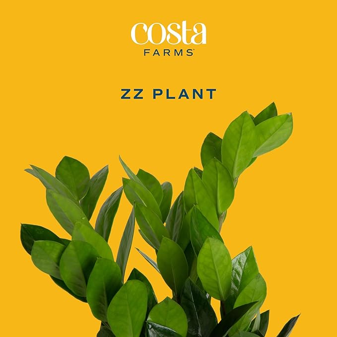 Costa Farms ZZ Live Plant in Plastic Pot, Easy to Maintain, Air Purifying Indoor Houseplant, Perfect for Home, Room, or Office Decor, Great House Warming or Birthday Gift, 12-20 Inches Tall