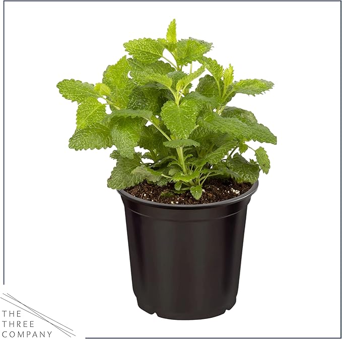 Live Aromatic and Edible Herbs - Assorted Varieties (4 Per Pack) - Lemon Verbena, Eucalyptus, Mint, Lavender - 6" Tall by 3" Wide in 1 Pint Pot