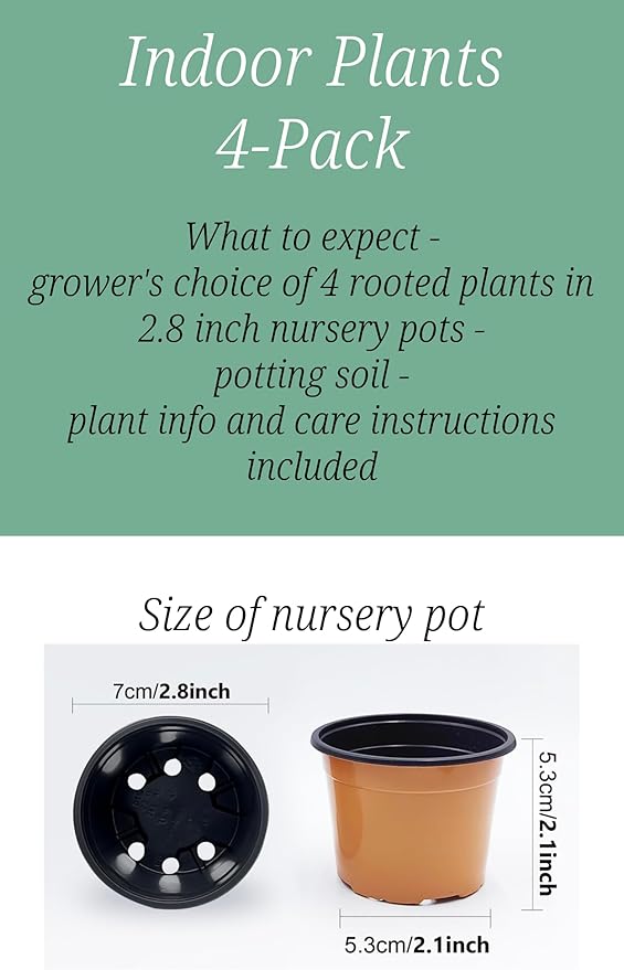 Indoor Plants, 4 Pack, Low Light Plants
