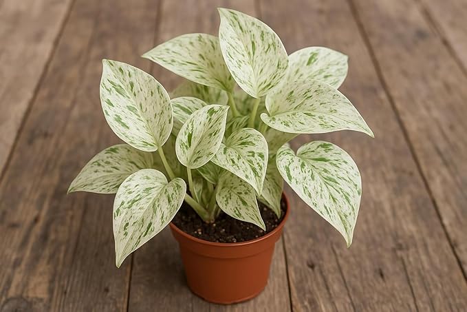 Snow Queen Pothos – Live Starter Plant in 2 Inch Pot - Air Purifier Plant to Make Your House Healthier