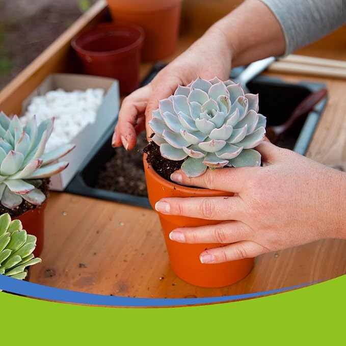 Omitgter Succulent and Cactus Soil Potting Mix 2qt-Premium Breathable & Fast Draining for Healthy Plants