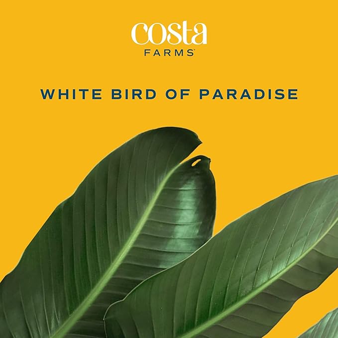 Costa Farms White Bird of Paradise Live Indoor Plant, Strelitzia nicolai, 4-5 Feet Tall Extra Large Tropical Floor Plant, Air Purifying Houseplant, Housewarming Gift or Office Decor