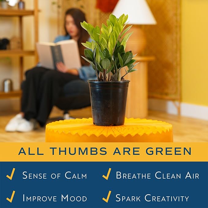 Costa Farms ZZ Live Plant in Plastic Pot, Easy to Maintain, Air Purifying Indoor Houseplant, Perfect for Home, Room, or Office Decor, Great House Warming or Birthday Gift, 12-20 Inches Tall