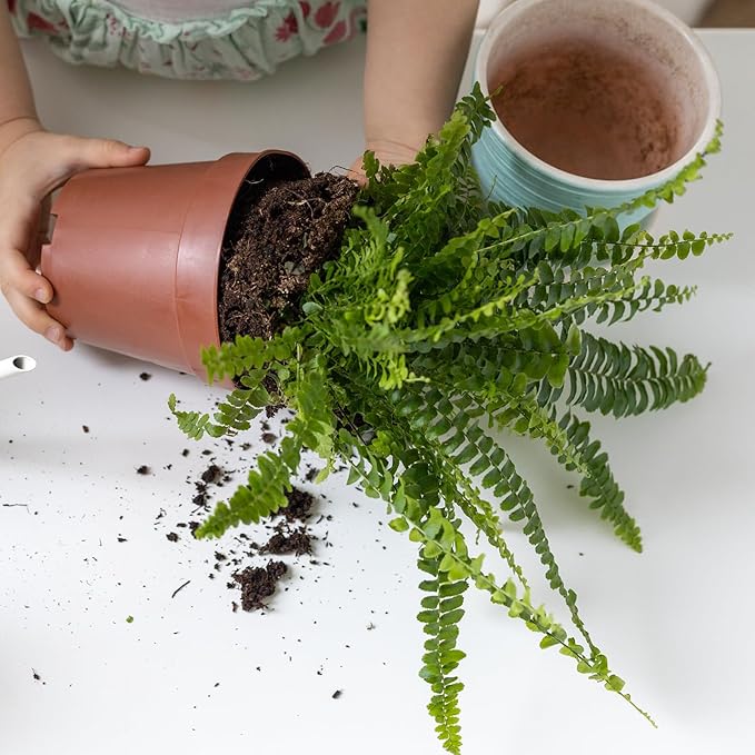 Doter Potting Soil Mix for Fern 1qt, Custom Hand Blended Mixture Suitable for Indoor/Outdoor Potted Fern Plant
