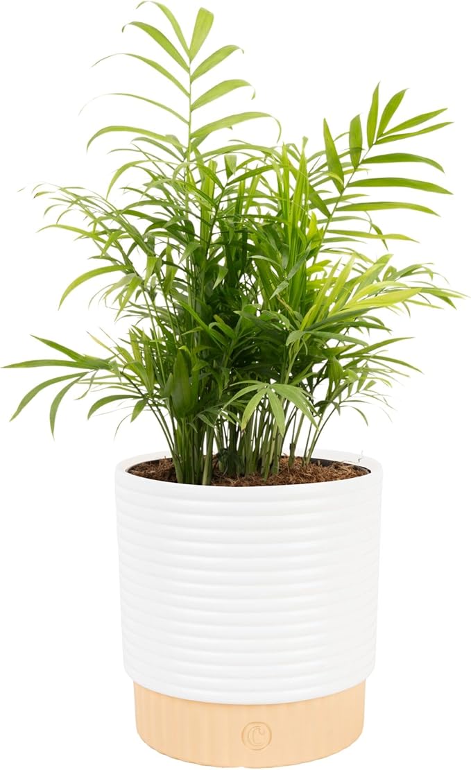 Costa Farms Parlor Palm Live Plant in Decorative Pot, Air Purifying Indoor Houseplant, Perfect for Home, Room, or Office Decor, Great House Warming or Birthday Gift, 14-18 Inches Tall