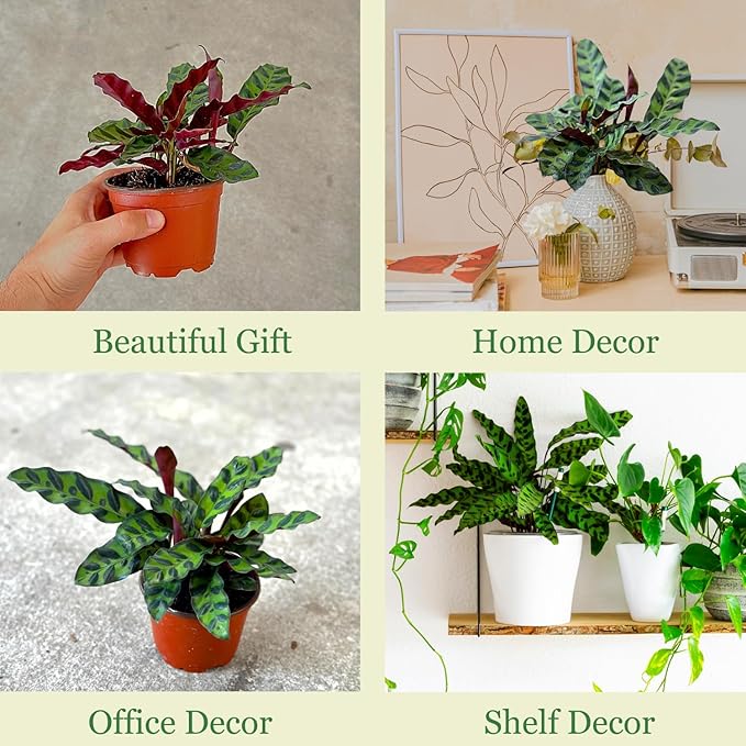 Rattlesnake Calathea Plant in 4" Pot - Live Rattlesnake Plant - Pet Safe Air Purifying Indoor Outdoor House Plants Flowers for Home Office Wedding Decor & Birthday Gift (Large)(Heat Pack Included)