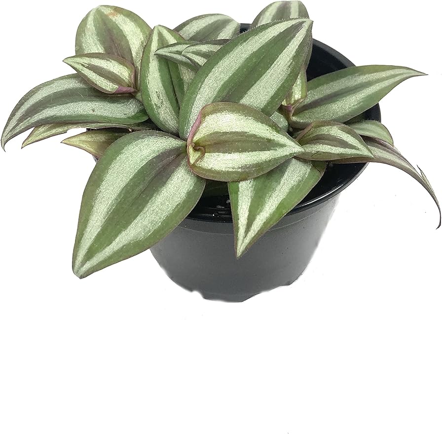 5 Pack Indoor Houseplant Collection - 5 Live Plants in 4 Inch Pots - Grower's Choice Based on Health, Beauty and Availability - Florist Quality Easy to Grow Air Purifying Indoor Plants