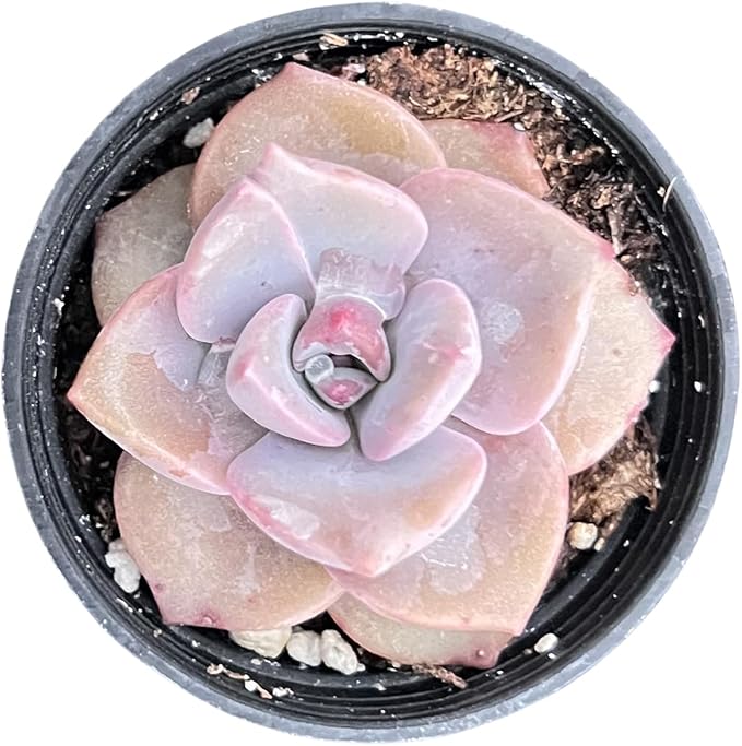Sprout N Green Graptopetalum Rainbow Candy, Rare Live Succulent Plant Fully Rooted in 2" Planter, Home Office Indoor Outdoor Wedding Decoration DIY Projects Party Favor