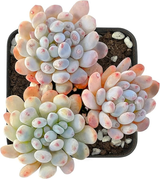 Sprout N Green Graptopetalum pachyphyllum Bluebean, Live Succulent Rooted in 2" Pot with Soil, Houseplant for Indoor Outdoor Home Office Wedding Decoration Party Favor, Easy to Care, Pet Friendly