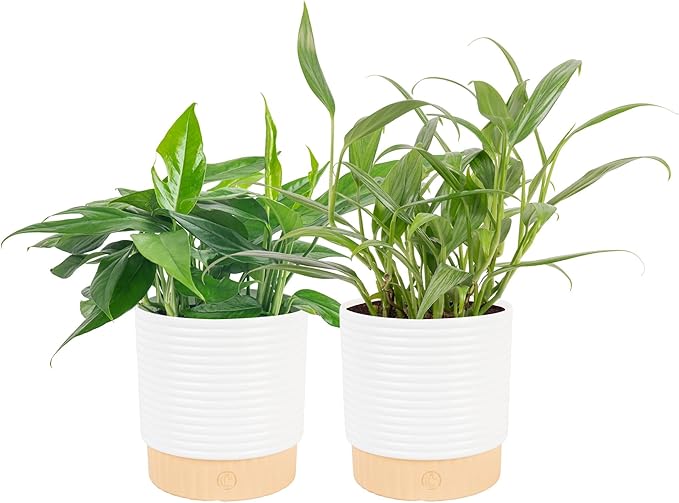 Costa Farms Live Pothos Plants in Decorative Pots, Easy to Maintain Vining Plant, Air Purifying Indoor Houseplants, Room or Office Decor, House Warming Gift, 12-14 Inches Tall, Pack of 2