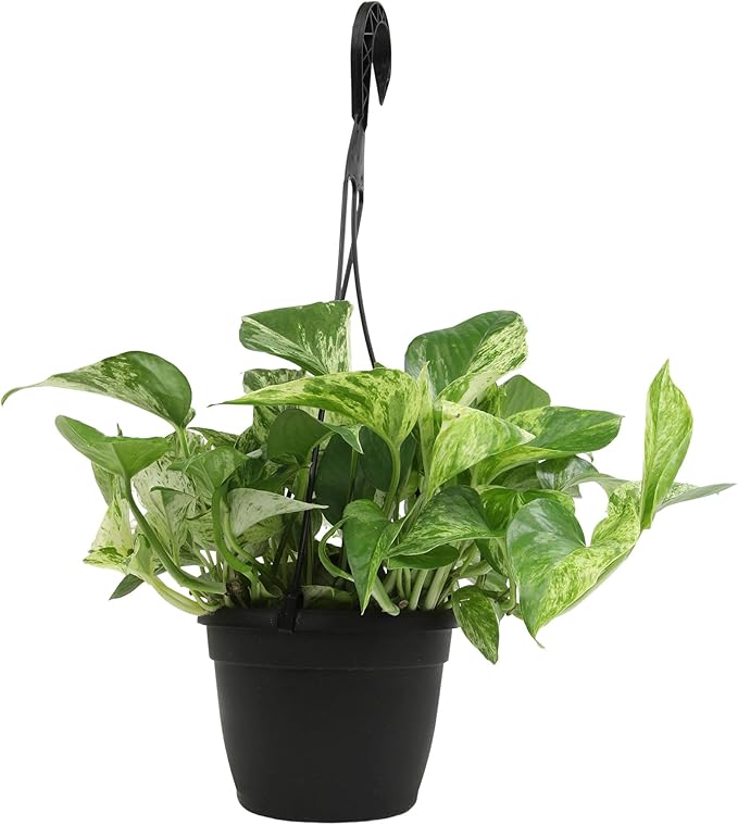 Variegated Marble Queen Pothos in 6" Hanging Basket with Detachable Hook, Live Plant Decor, Real Houseplant for Home or Office, Real Easy to Grow Houseplants by Plants for Pets