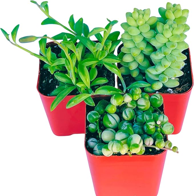 Succulents Plants Live (3-Pack) 2" Hanging Plants Starter Pack, Live Succulent Plants Fully Rooted in Planter Pots with Succulent Soil Mix by The Succulent Cult (3 Pack)