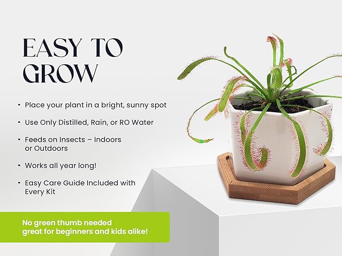 Sundew Carnivorous Plants Live with 2.7" Modern White Hexagonal Ceramic Pot with Saucer + Venus Fly Trap Food, Feeding Tweezers and Carnivorous Plants Soil