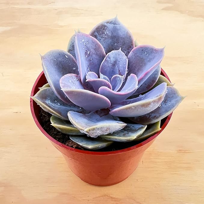 Sprout N Green Echeveria 'Perle von Nürnberg', Live Succulent Fully Rooted in 4" Pot, House Plant for Home Office Wedding Decoration DIY Projects Party Favor, Easy to Care, Pets Friendly
