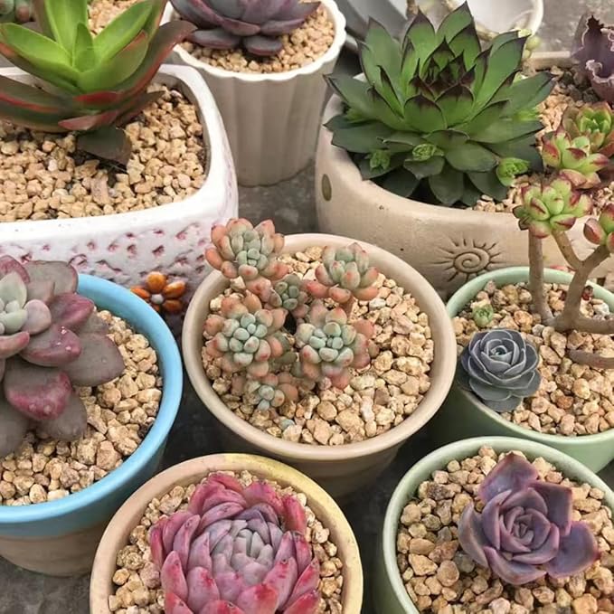 YISZM Succulent and Cactus Maifanitum Stones Garden Accessorie Rocks Pumice for Indoor Plants, Bonsai, Fairy Gardening, Vases Fillers, Terrarium, 10lb