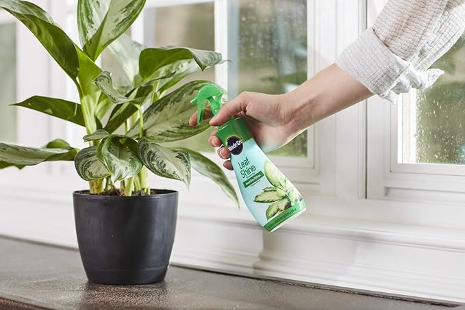 Miracle-Gro Leaf Shine Spray - For Indoor Hard-Leaved Houseplants, Cleans and Beautifies Foliage - 8 fl. oz. (2 Pack)