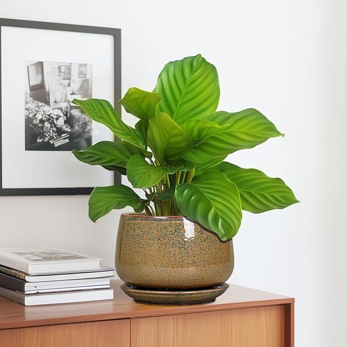 G EPGardening 7 Inch Ceramic Pots for Plants - Ceramic Planters for Indoor Outdoor Plants, Round Plant Pots with Drainage and Saucer, Modern Planter, House Decor, Plant Lover Gifts, Speckled Brown
