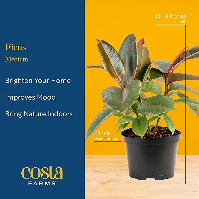 Costa Farms Ficus Live Plant in Decorative Pot, Indoor Houseplant, Assorted Variety, Home, Room, or Office Decor, Great House Warming or Birthday Gift, 12-18 Inches Tall