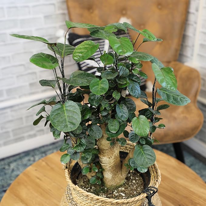 Rare Live Aralia 'Fabian Stump' in 8" Grower Pot, Unique Houseplants, Exotic Foliage for Home or Office, Air Purifying Easy Plant to Grow for Beginners by Plants for Pets