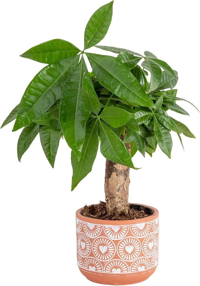 Costa Farms Money Tree Live Indoor Plant, 10 Inches Tall, Pachira Aquatica Bonsai-Style Real Plant, Pet-Friendly Real Houseplant in Decorative Pot, Desk or Office Decor Gift