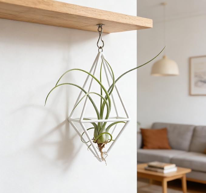 Live Tillandsia Air Plant Cqput-Medusae Easy Care Air Plants Live, Houseplants for Indoor & Outdoor Home Garden Décor, Wall & Terrarium Display