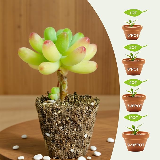Succulent and Cactus Soil Potting Mix 10qt-Premium Breathable & Fast Draining for Healthy Plants