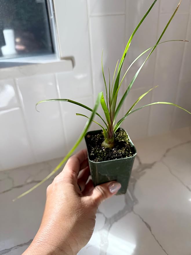 Ponytail Palm (Beaucarnea Recurvata) Live Indoor House Plant in 2-Inch Pot – Low Maintenance, Air-Purifying Plant (2)