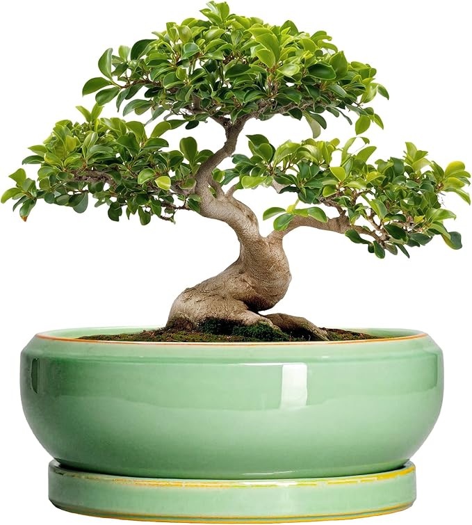 Large Bonsai Pots - 13 Inch Ceramic Succulent Pots for Indoor Outdoor, Ceramic Planter with Drainage Hole and Saucer, Shallow Round Planter, Garden Decor, Gifts for Women Men, Light Green