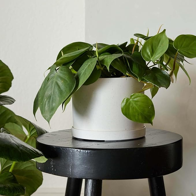 Bloem Mathers 6" Vanilla Bean Round Modern Resin Garden Planter Pot with Drainage Holes and Removable Saucer Tray Included