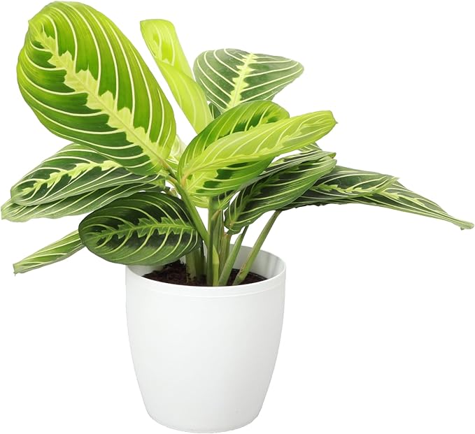 Thorsen's Greenhouse Lemon Lime Prayer Plant, Live Indoor Plant, Pet Friendly, Attractive Houseplant, Lemon Maranta, Natural Air Purifier, Easy to Grow, 4" Diameter Pot, White