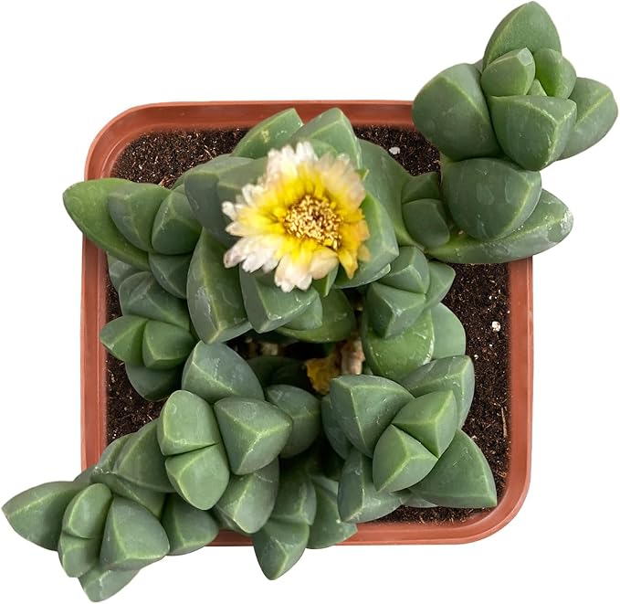 Live Succulent Corpuscularia lehmannii, 2 Inch Fully Rooted Potted Plant, Easy Care & Drought Tolerant, Indoor Houseplant for Home Decor
