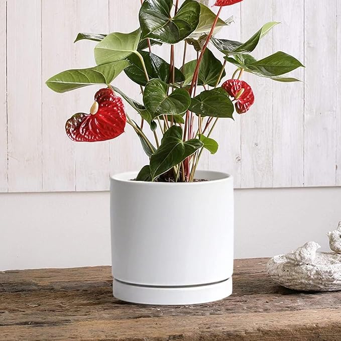 Yukfona Ceramic Plant Saucer 8 inch White, Planter Water Drip Trays for Indoor Plants, Thick Durable Sturdy Flower Pot Saucers for Glazing Pots Base, Sizes 4-12 inch