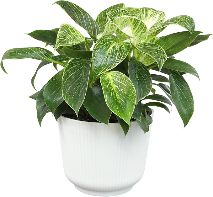 Altman Plants Variegated Philodendron Birkin in 6 Inch White Plastic Planter, Easy Plant Gift & Desk Plant, Real Air Purifying Plants, Philodendron Plant Live Indoor Plants in Indoor Potting Soil Mix