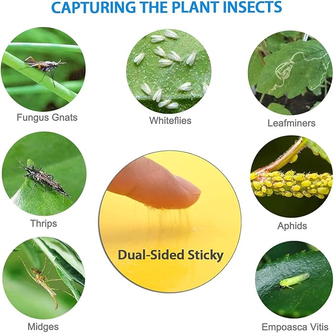 HGSLWFT 5 Count Sticky White Fly Trap (Pack of 5)