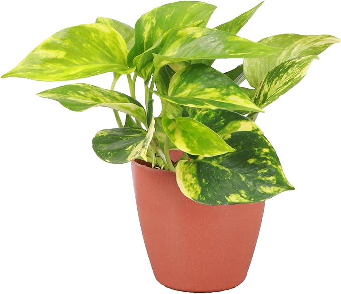 Thorsen's Greenhouse Golden Pothos, Live Indoor Vining Plant, Easy to Grow, Variegated Houseplant, Natural Air Purifier (Terra Cotta, 4-inch Pot)