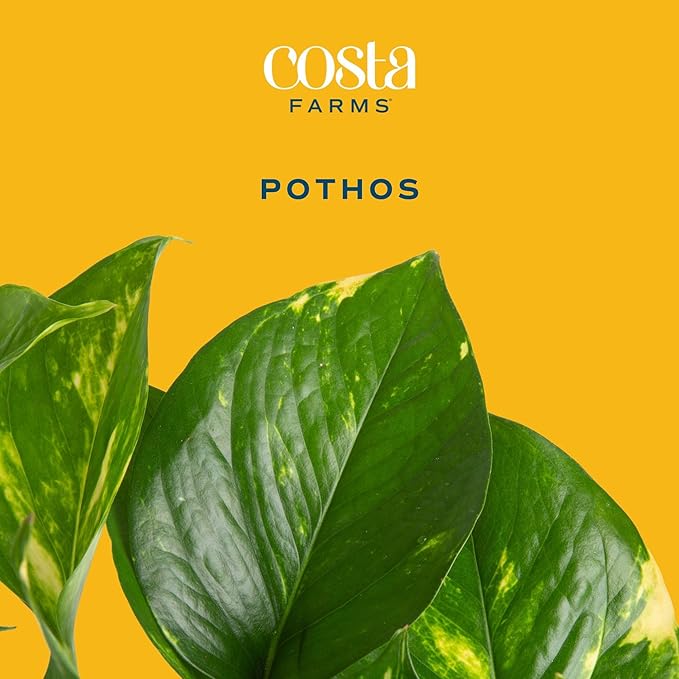 Costa Farms Golden Pothos Live Plant, Devil's Ivy in Decorative Pot, Easy to Maintain, Air Purifying Indoor Houseplant, Home, Room, or Office Decor, House Warming or Birthday Gift, 12-14 Inches Tall