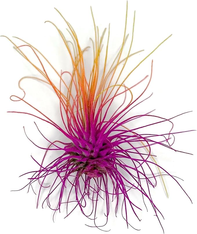 Thin Colored Air Plant, Live Tillandsia House Plant, Easy Care Indoor Outdoor, Great Gift, Healthy Arrival Guaranteed, (Rainbow #3)
