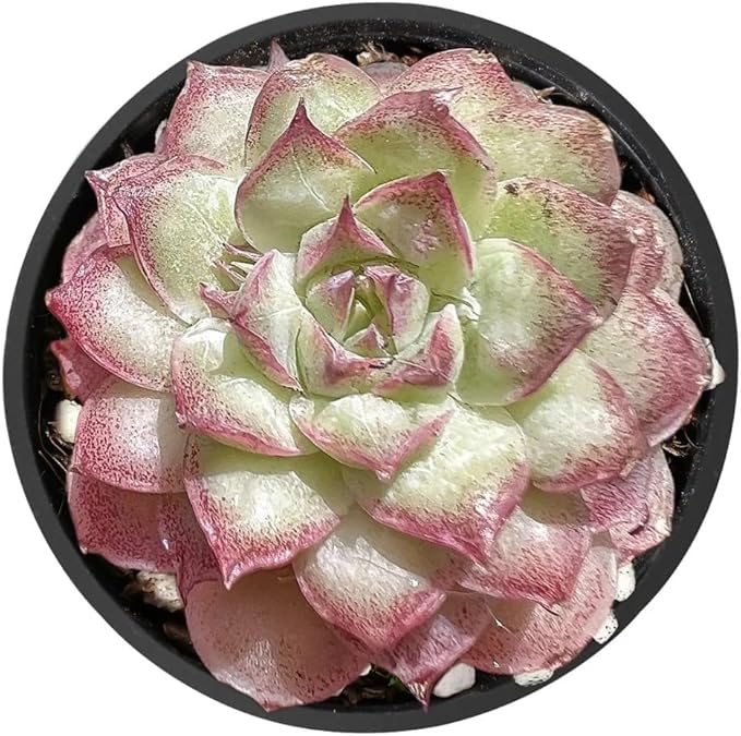 Live Succulent Echeveria 'Peach Queens' Raindrop, 2 Inch Fully Rooted Potted Plant, Easy Care & Drought Tolerant, Indoor Houseplant for Home Decor