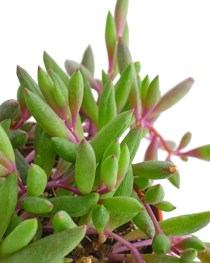 Shop Succulents Ruby Necklace Hanging Succulent, Othonna Capensis, Fully Rooted Live 4" Succulent Plant, Low Maintenance Indoor Plant, Trailing Succulents, Gift & Garden