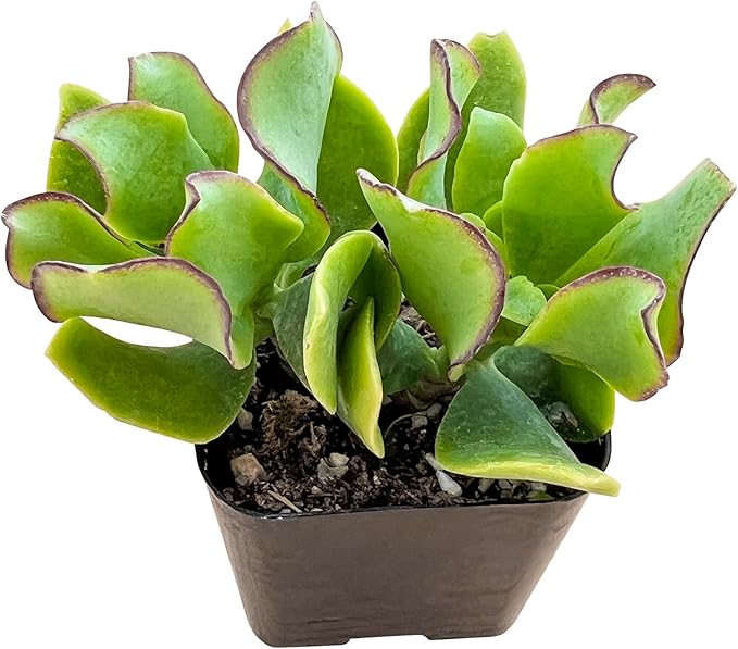 Live Succulent Ripple Jade, 2 Inch Fully Rooted Potted Plant, Easy Care & Drought Tolerant, Indoor Houseplant for Home Decor
