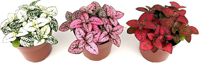 Hypoestes Splash Color Trio (Red, White, Pink Colors), Polka Dot Flamingo Plants, Live Potted House Plants Air Purifying, 3 Pack 2" Pots