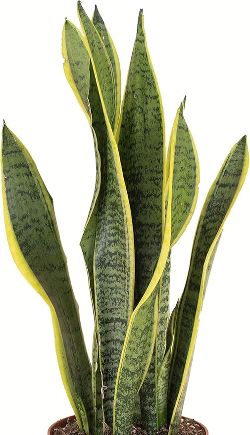Shop Succulents Snake Plant, Live Indoor and Outdoor Sansevieria Laurentii Plant, Easy Care Tropical Houseplant in Nursery Pot, Air Purifying Plant in Soil, Housewarming, Home Décor, 1-2 Feet Tall