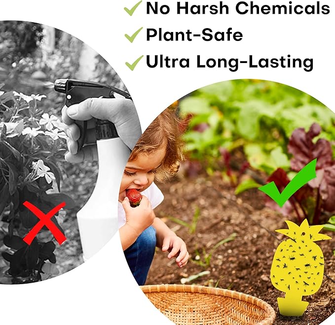 60 Pcs Gnat Traps for House Indoor Fruit Fly Traps Fungus Gnat Traps Yellow Sticky Traps for Plant Gnats No Harm and Odorless for Indoor Outdoor Use